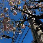 ヒメ日記 2026/04/17 06:09 投稿 りぜ ハピネス東京