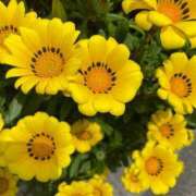 ヒメ日記 2026/04/20 23:57 投稿 とあ 熟女家 堺東店