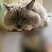 ここあ【ときめきロリ巨乳】 11月の出勤も残りわずか😭 ポニーテール和歌山店