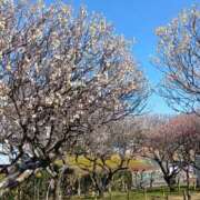 ヒメ日記 2026/02/03 14:18 投稿 三日月美伽 五十路マダムエクスプレス船橋店(カサブランカグループ)