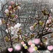 ヒメ日記 2026/03/21 09:42 投稿 三日月美伽 五十路マダムエクスプレス船橋店(カサブランカグループ)