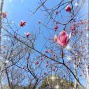 ヒメ日記 2026/03/25 20:58 投稿 三日月美伽 五十路マダムエクスプレス船橋店(カサブランカグループ)