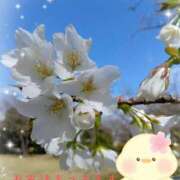 ヒメ日記 2026/03/29 09:48 投稿 三日月美伽 五十路マダムエクスプレス船橋店(カサブランカグループ)