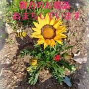 ヒメ日記 2026/04/12 09:30 投稿 三日月美伽 五十路マダムエクスプレス船橋店(カサブランカグループ)