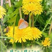 ヒメ日記 2026/04/25 13:00 投稿 三日月美伽 五十路マダムエクスプレス船橋店(カサブランカグループ)