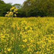 ヒメ日記 2026/04/28 13:00 投稿 三日月美伽 五十路マダムエクスプレス船橋店(カサブランカグループ)