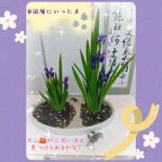ヒメ日記 2026/06/24 12:32 投稿 三日月美伽 五十路マダムエクスプレス船橋店(カサブランカグループ)