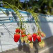 ヒメ日記 2026/02/16 15:05 投稿 らら♪ プリティーガール