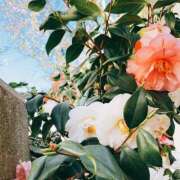 はなみ 多謝🌸 ぷるるん小町日本橋店