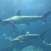 ヒメ日記 2026/02/23 15:22 投稿 かほ Hip's千葉駅前店