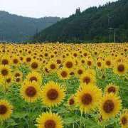 ヒメ日記 2025/07/17 22:00 投稿 香葉子(かよこ) 五十路エステハイブリッド(カサブランカグループ)