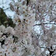 ヒメ日記 2025/04/12 22:00 投稿 れな Aroma Olive ～アロマオリーブ～