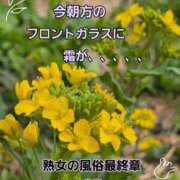 ヒメ日記 2026/03/22 07:43 投稿 くみ 熟女の風俗最終章 新潟店