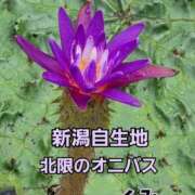 ヒメ日記 2026/08/19 10:53 投稿 くみ 熟女の風俗最終章 新潟店