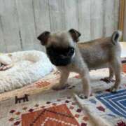 ヒメ日記 2025/06/17 12:53 投稿 なる ラブライフ所沢川越