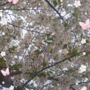 貴島まこと 満開? 大人めシンデレラ 新横浜店（シンデレラグループ）