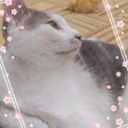 貴島まこと 復活? 大人めシンデレラ 新横浜店（シンデレラグループ）