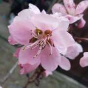 ヒメ日記 2026/04/12 13:34 投稿 さあや 土山熟女・美少女ならココ！