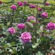 ヒメ日記 2025/05/21 21:24 投稿 ひなの 人妻倶楽部 内緒の関係 大宮店