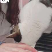ひなの 猫っぽい猫が好き❤️ 人妻倶楽部 内緒の関係 大宮店
