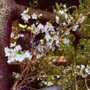 ヒメ日記 2025/03/28 08:00 投稿 すずらん 奥鉄オクテツ東京店（デリヘル市場）