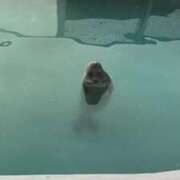 ヒメ日記 2024/12/30 20:05 投稿 望月　さりな しこたま奥様 札幌店