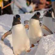 ヒメ日記 2025/01/01 01:55 投稿 望月　さりな しこたま奥様 札幌店