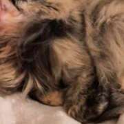 ヒメ日記 2025/01/31 01:05 投稿 望月　さりな しこたま奥様 札幌店