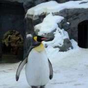 ヒメ日記 2025/02/09 17:05 投稿 望月　さりな しこたま奥様 札幌店