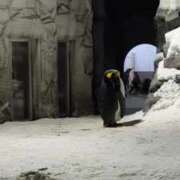 ヒメ日記 2025/02/09 20:35 投稿 望月　さりな しこたま奥様 札幌店