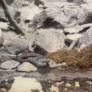 ヒメ日記 2025/02/10 18:18 投稿 望月　さりな しこたま奥様 札幌店