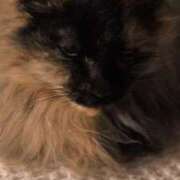 ヒメ日記 2025/02/22 20:55 投稿 望月　さりな しこたま奥様 札幌店