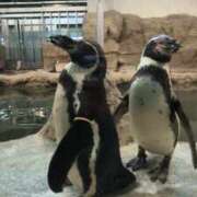 ヒメ日記 2025/03/02 23:05 投稿 望月　さりな しこたま奥様 札幌店