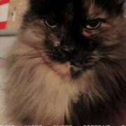 ヒメ日記 2025/03/12 23:22 投稿 望月　さりな しこたま奥様 札幌店