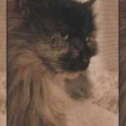 ヒメ日記 2025/03/20 18:25 投稿 望月　さりな しこたま奥様 札幌店