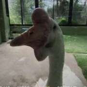 ヒメ日記 2025/07/07 23:35 投稿 望月　さりな しこたま奥様 札幌店