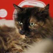 ヒメ日記 2025/07/14 16:05 投稿 望月　さりな しこたま奥様 札幌店