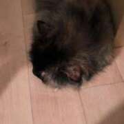 ヒメ日記 2025/07/24 23:35 投稿 望月　さりな しこたま奥様 札幌店