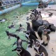 ヒメ日記 2025/09/15 16:55 投稿 望月　さりな しこたま奥様 札幌店