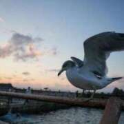 ヒメ日記 2025/09/17 22:05 投稿 望月　さりな しこたま奥様 札幌店