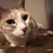 ヒメ日記 2025/10/15 22:45 投稿 望月　さりな しこたま奥様 札幌店