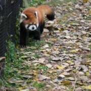 ヒメ日記 2025/11/05 23:05 投稿 望月　さりな しこたま奥様 札幌店