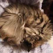 ヒメ日記 2025/12/17 00:05 投稿 望月　さりな しこたま奥様 札幌店