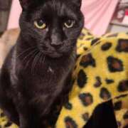 ヒメ日記 2025/12/18 01:25 投稿 望月　さりな しこたま奥様 札幌店