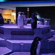 ヒメ日記 2025/12/30 20:45 投稿 望月　さりな しこたま奥様 札幌店