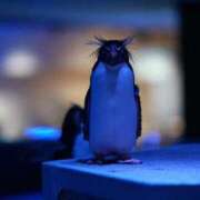 ヒメ日記 2025/12/30 23:45 投稿 望月　さりな しこたま奥様 札幌店