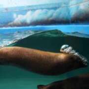 ヒメ日記 2026/01/14 23:55 投稿 望月　さりな しこたま奥様 札幌店