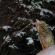 ヒメ日記 2026/02/10 23:16 投稿 望月　さりな しこたま奥様 札幌店