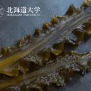 ヒメ日記 2026/04/08 00:28 投稿 望月　さりな しこたま奥様 札幌店