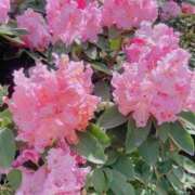 ヒメ日記 2025/05/16 13:00 投稿 ゆめ 出会い系人妻ネットワーク さいたま～大宮編